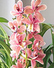 Pěstování orchidejí v bytě? Proč ne?!