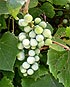 Pěstování hroznového vína
